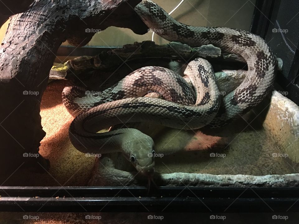 Trans-Pecos Ratsnake