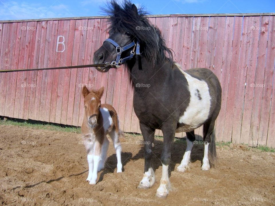 majestic horse