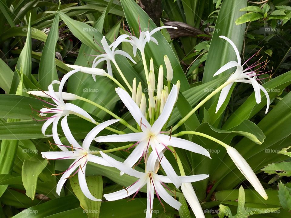 White blooms