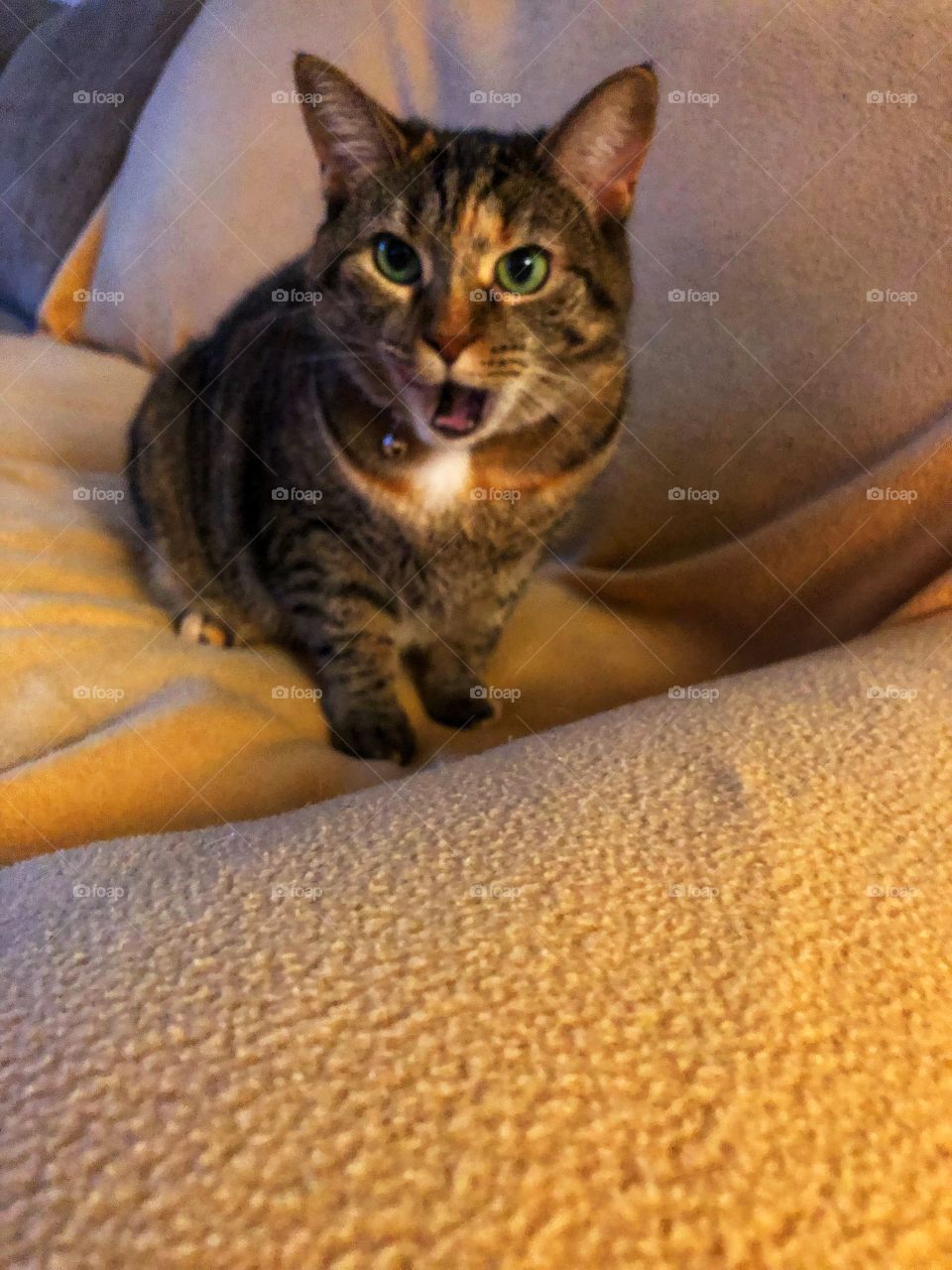 Tabby cat mid meow 💕