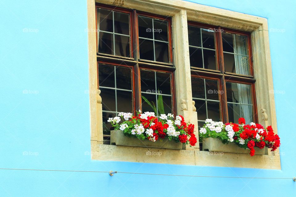 Flower boxes with red and white flowers stand in front of a lattice window on a blue house wall