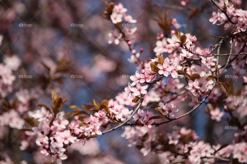 pink spring flowers