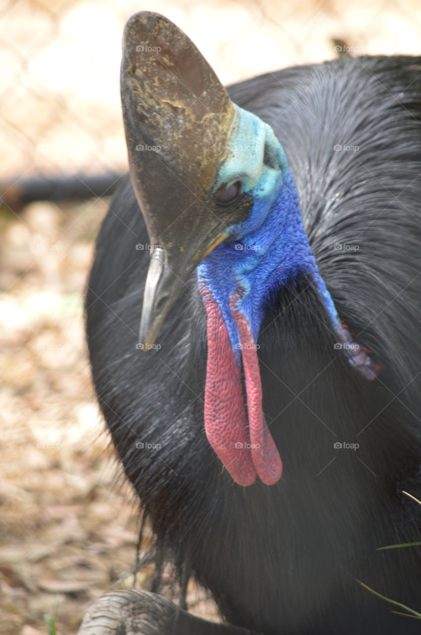 cassowary