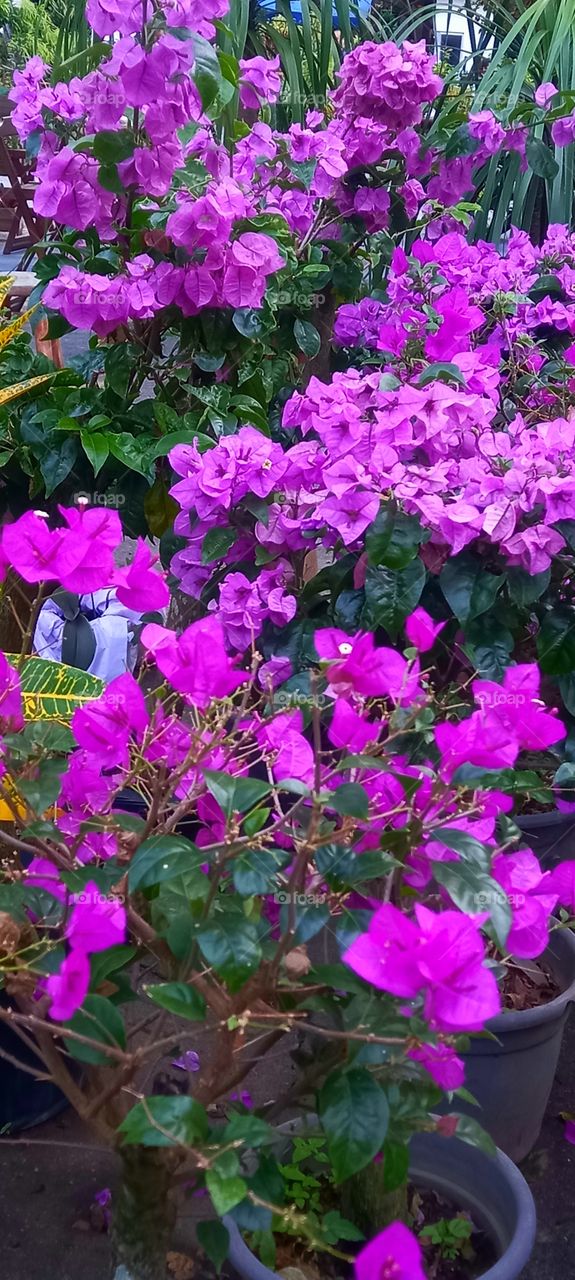 Flores e mais flores