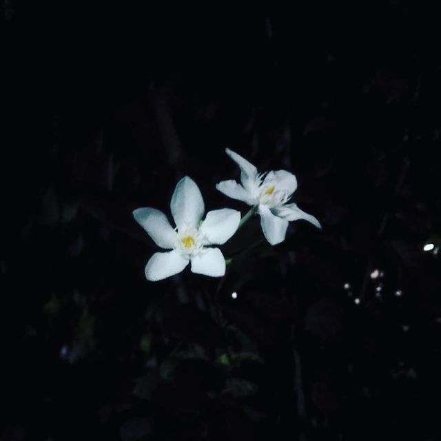 Wild flower