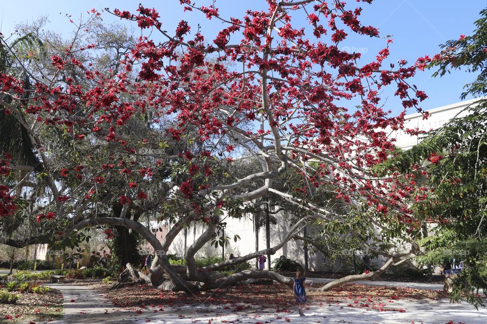 bloom on the tree