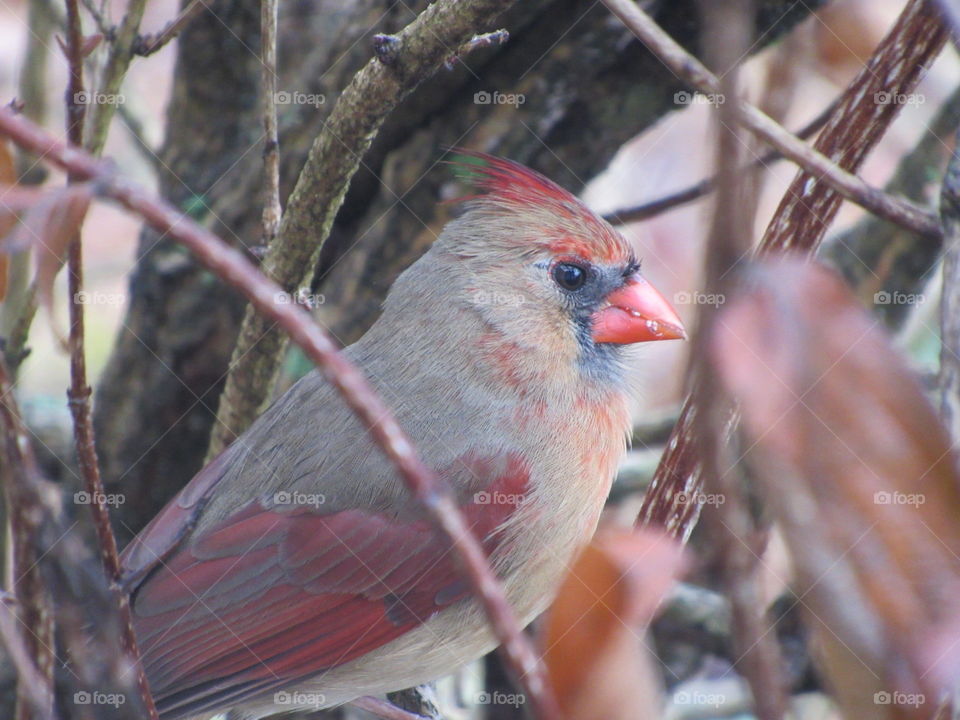 Cardinal
