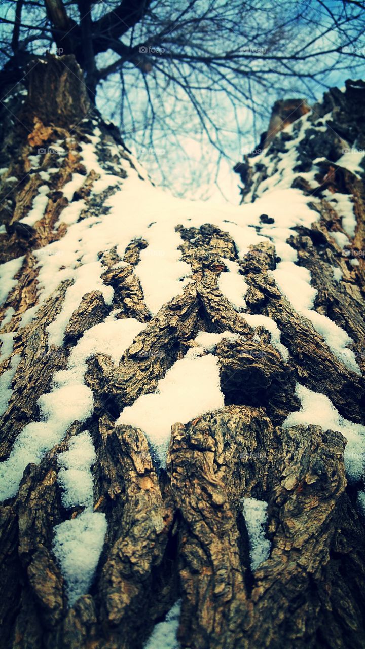 Tree trunk covered by the snow