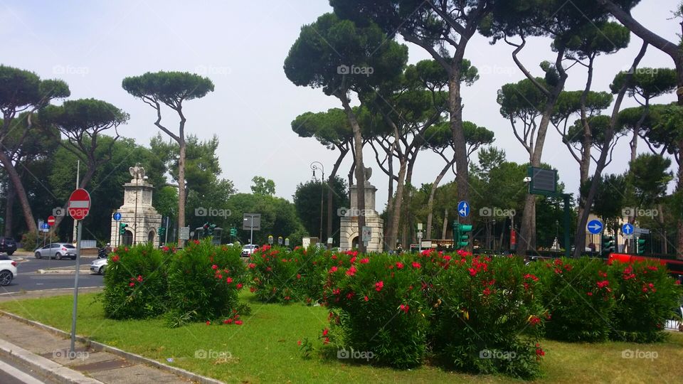 Floating Trees Garden