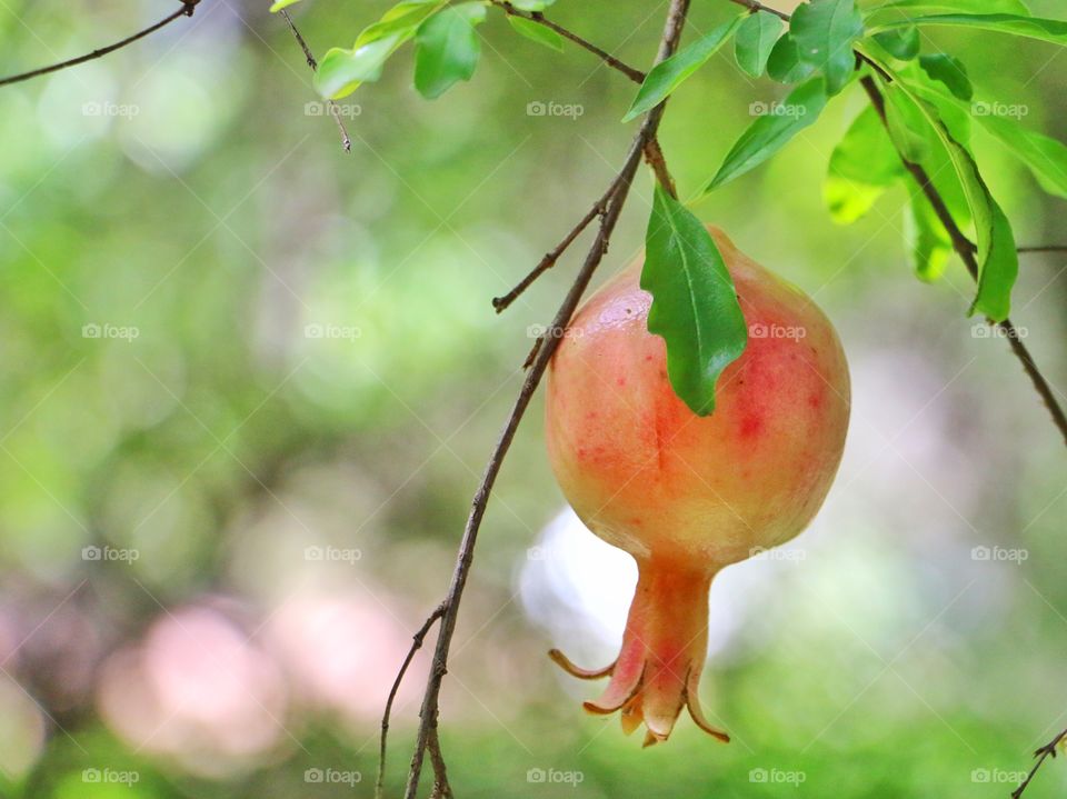 Pomegranates growing on tree