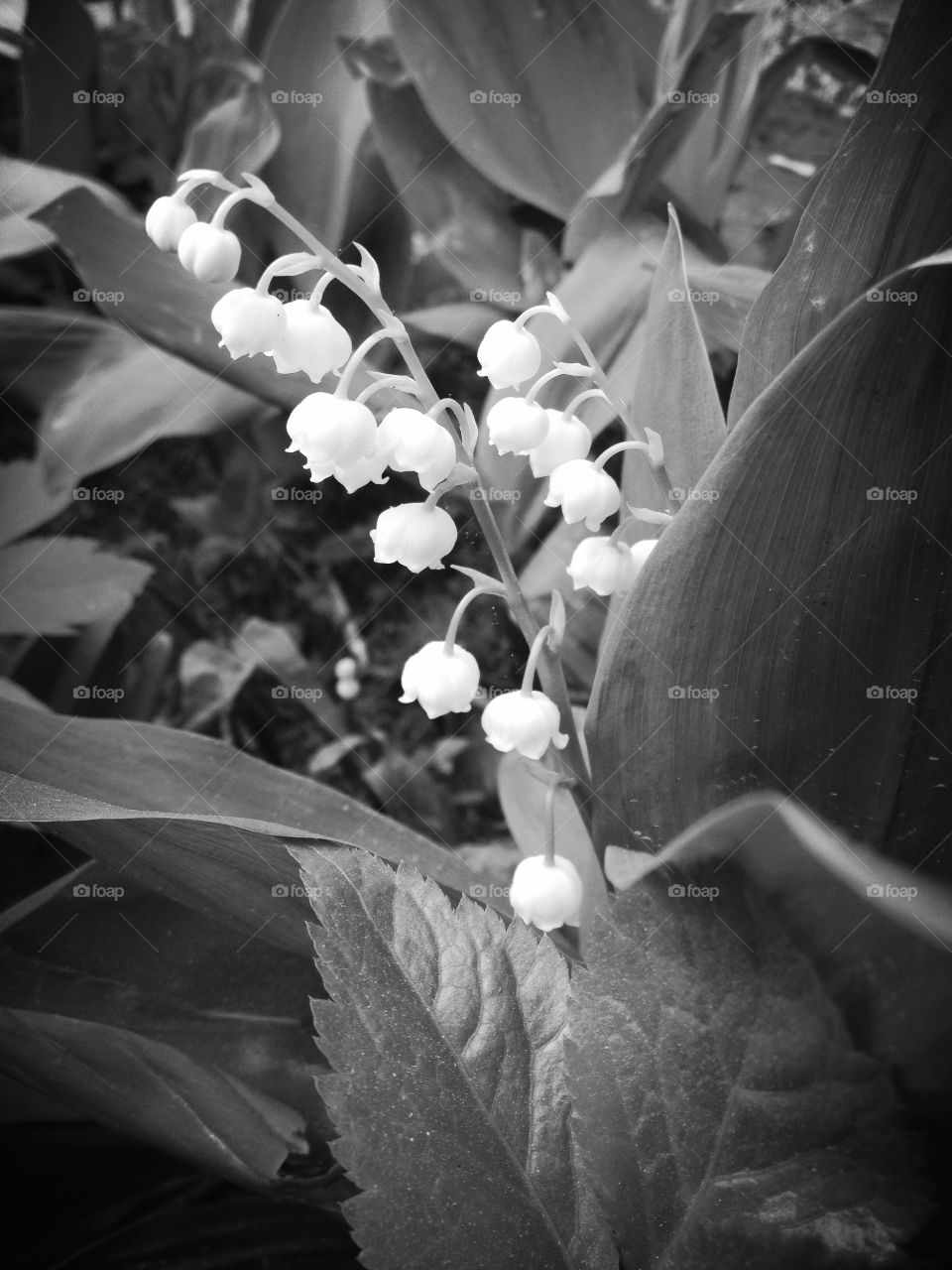 Lily of the Valley in Greyscale . Lily of the Vally flower.
