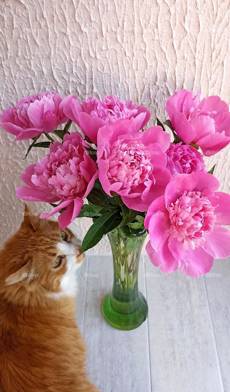 magenta colour peonies flowers and cat beautiful portrait