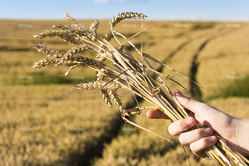 A man's hand holds a bouquet with spikelets of wheat during a food crisis and famine.  A field with bread in the sun, on a bright day.