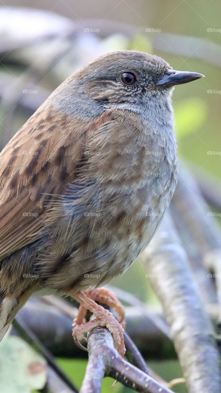 Dunnock