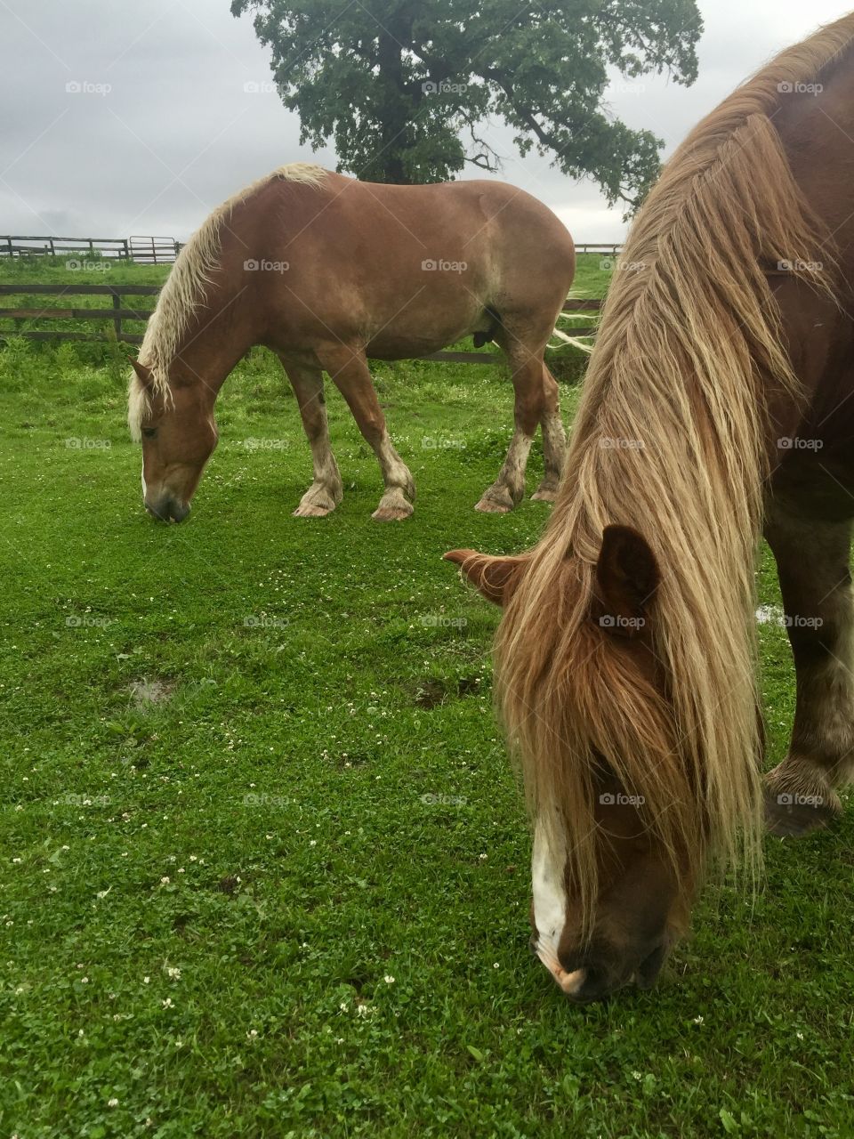 Halflinger and Belgian Draft Horse grazing together in a grassy pasture.