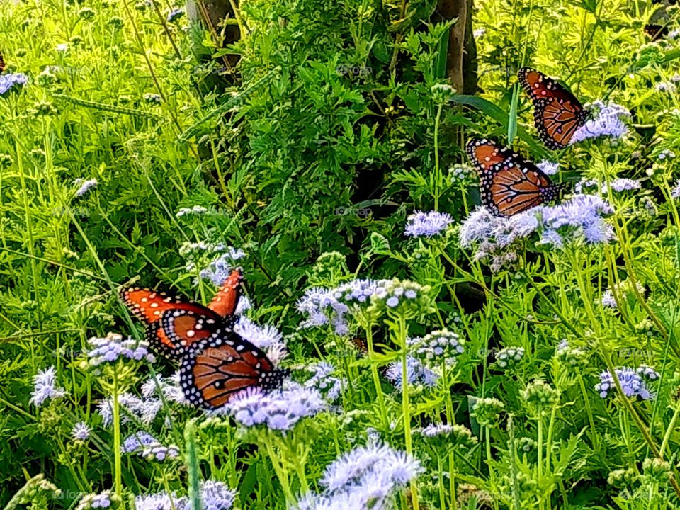 Orange monarch butterflies in garden scene, Autumn in Texas, green planted, pink, purple flowers, landscape