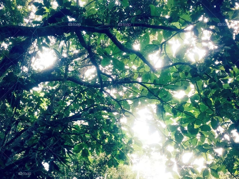 Os raios da manhã passando pelo Macuqueiro.