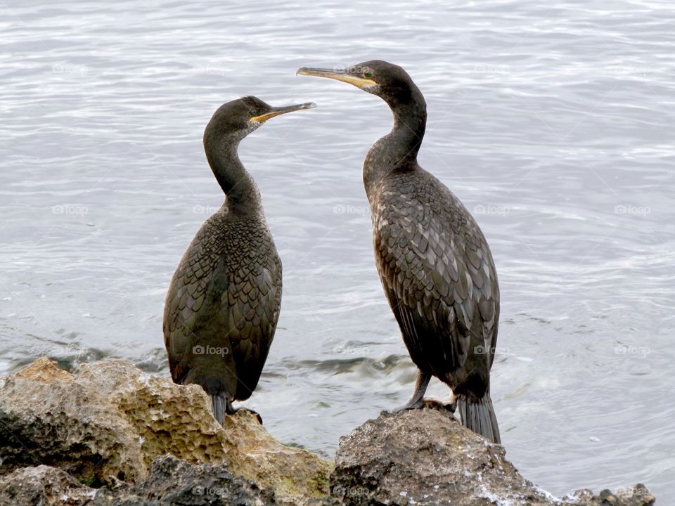 Birds sitting on the rocks 