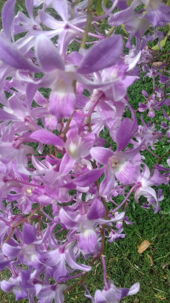light purple colour orchid blooming....