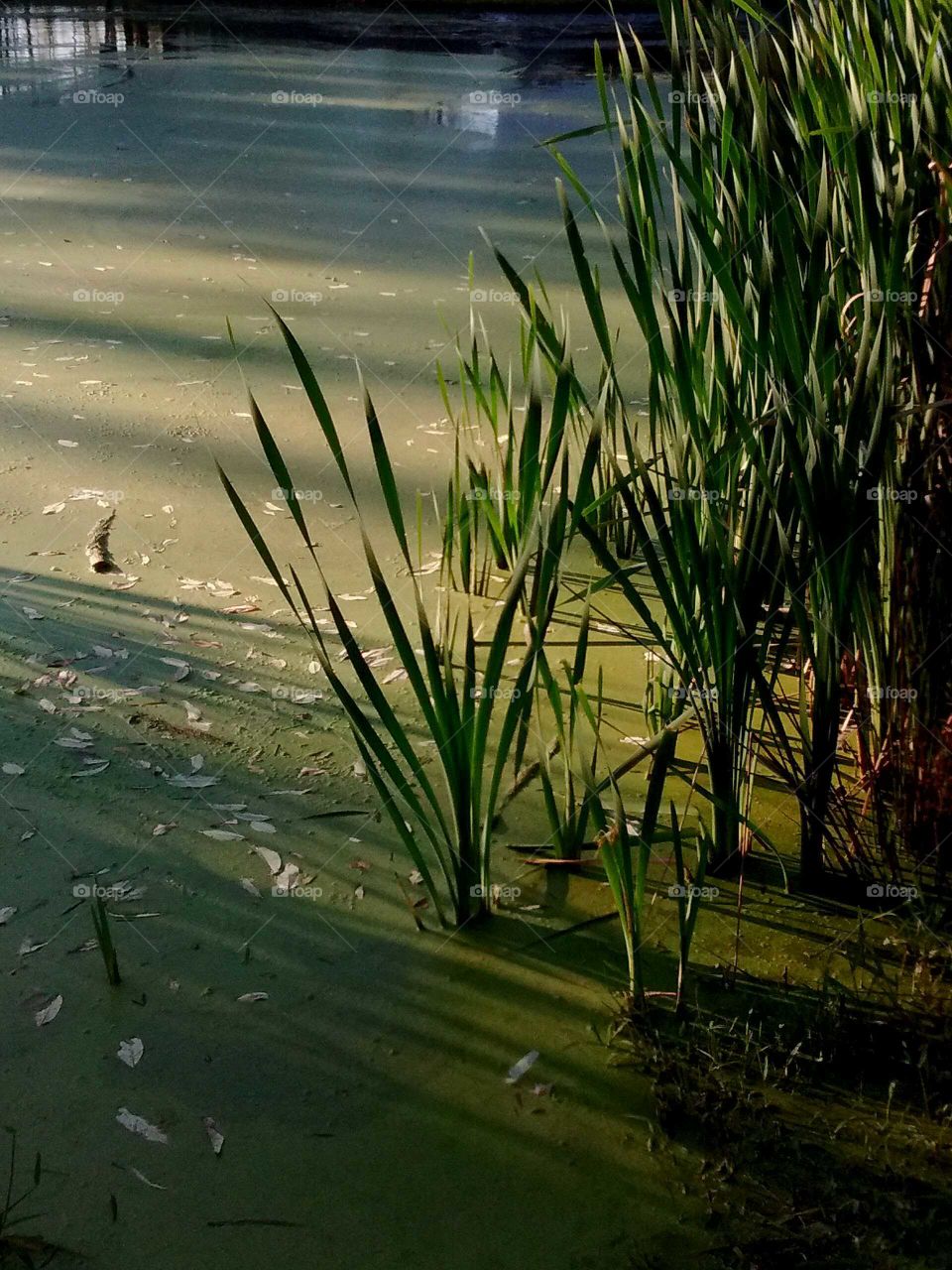 sunshine on a mossy pond