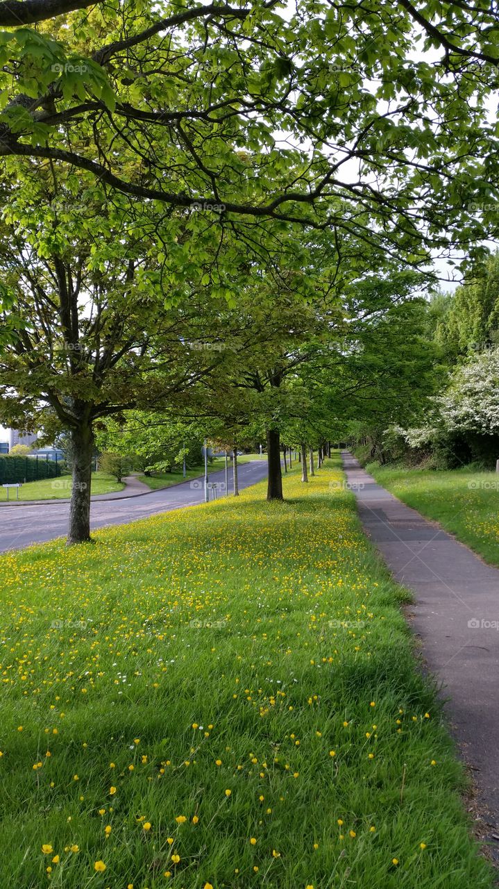 Landscape, Tree, Nature, Leaf, Park