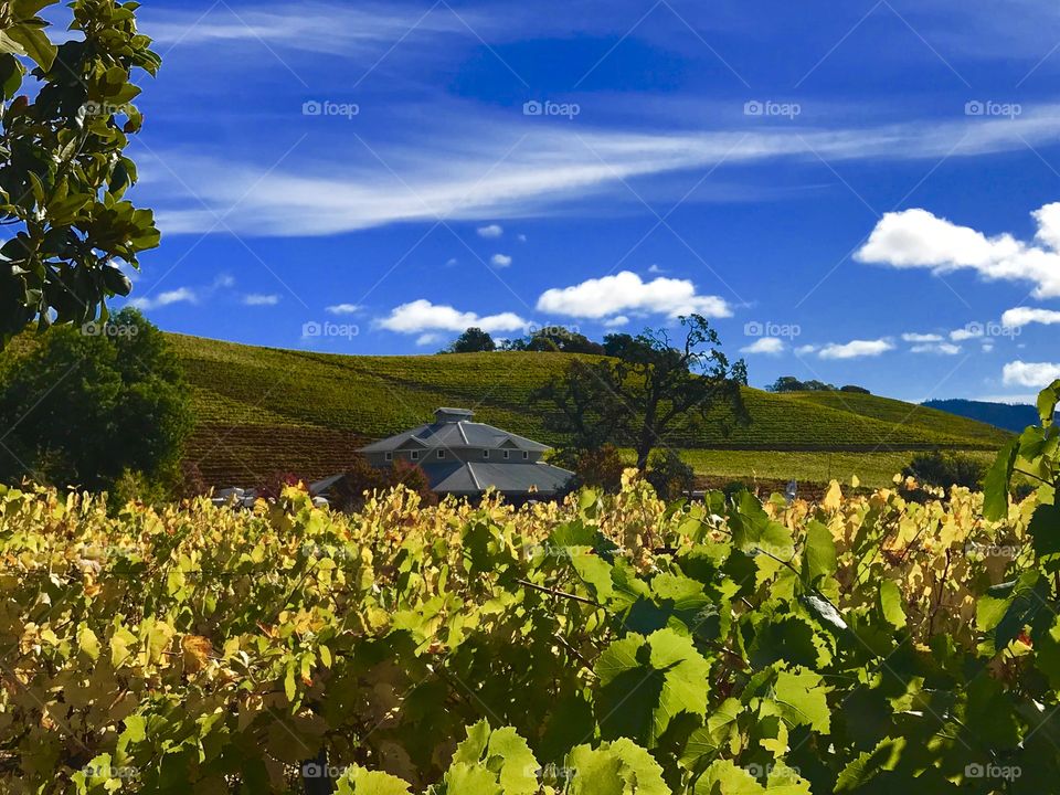 SONOMA HARVEST II