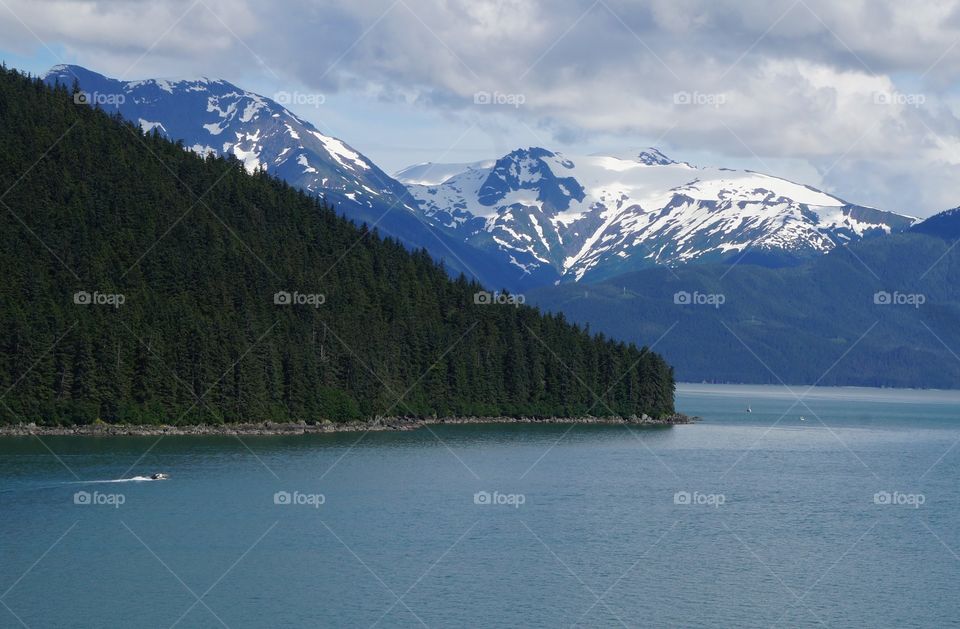 Coniferous Forest near the lake