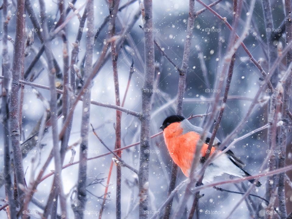 Winter bullfinch 