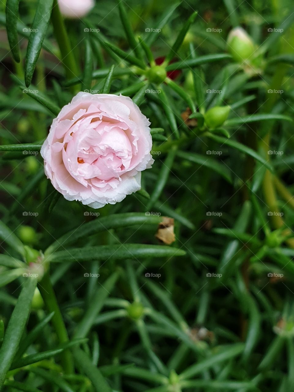 my beautiful Portulaca grandiflora