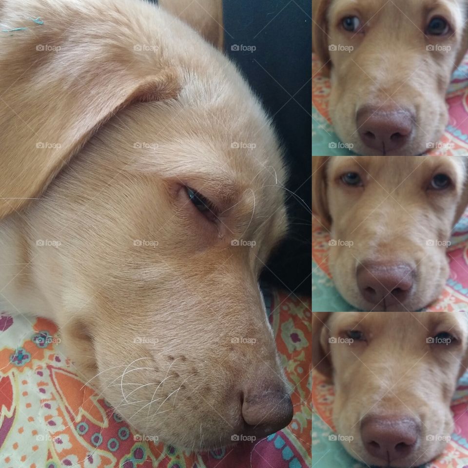 The Many Faces of Milo the Lab Puppy