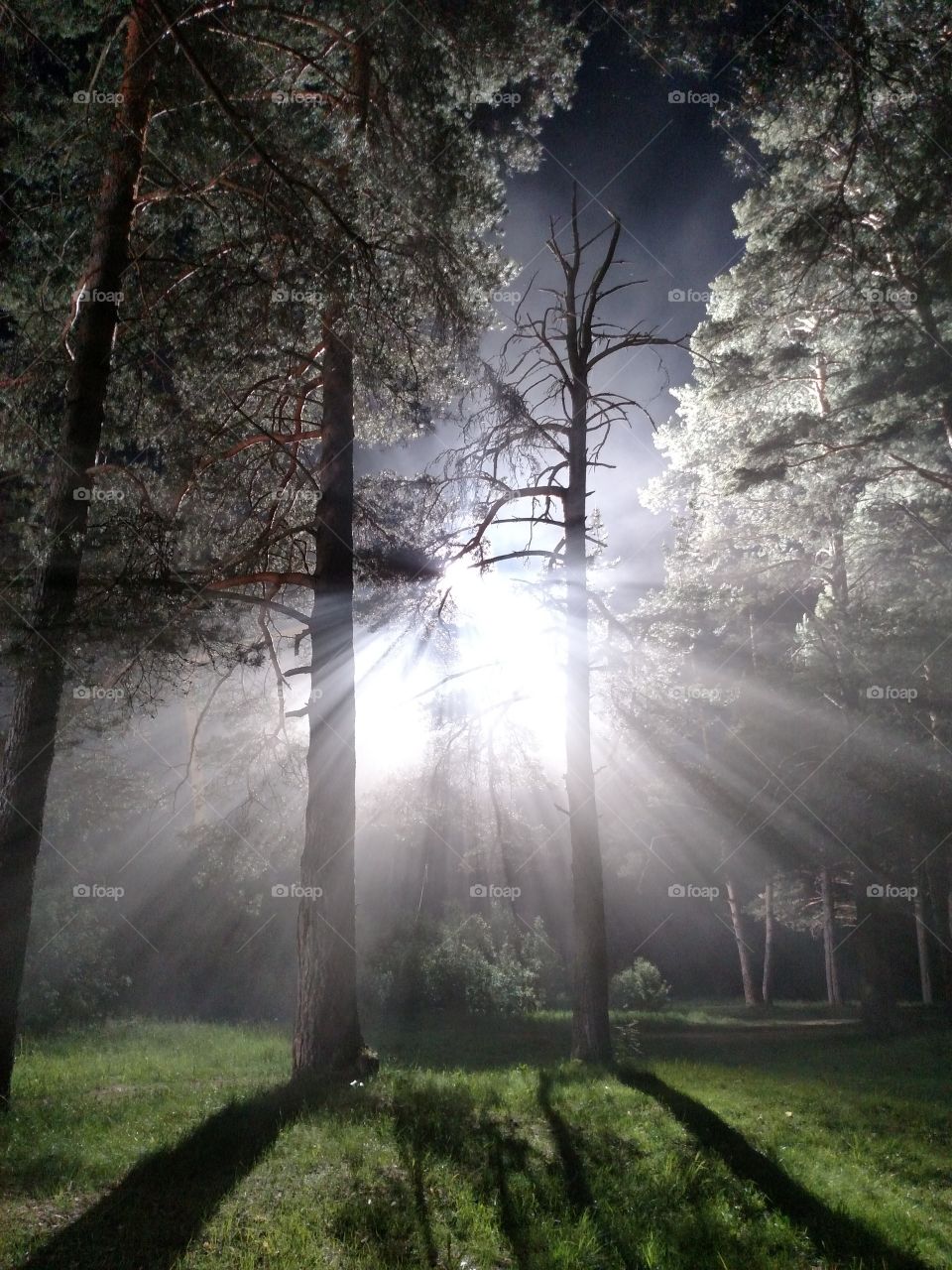light in the dark. light rays in night forest