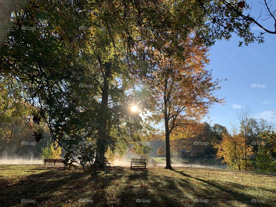 A stunning site through the trees. The mist (fog layer) burning off over a city pond. Lovely Autumn colors!