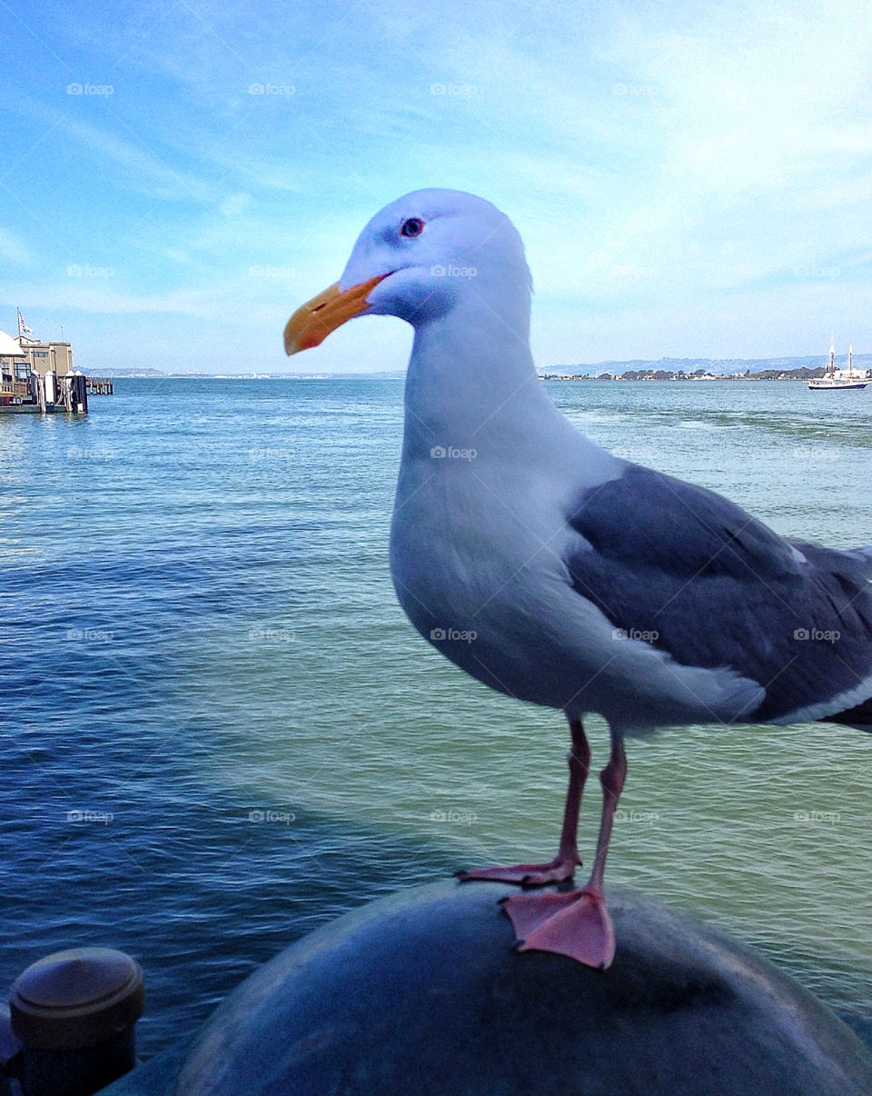 Watchful Seagull