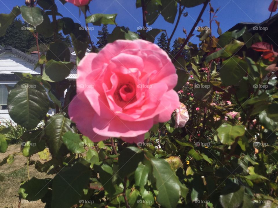 Single Pink Rose in a Garden 