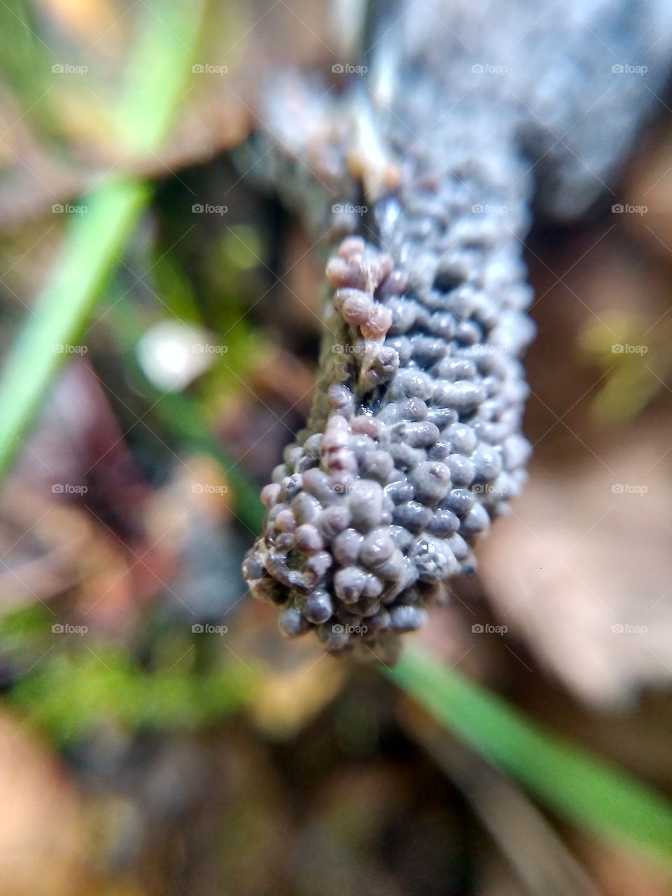 Слизевики являются одними из самых древних существ на Земле и появились на нашей планете более 600 млн.лет назад.
В природе эти живые организмы имеют важное положительное значение. Они разлагают различные органические остатки.