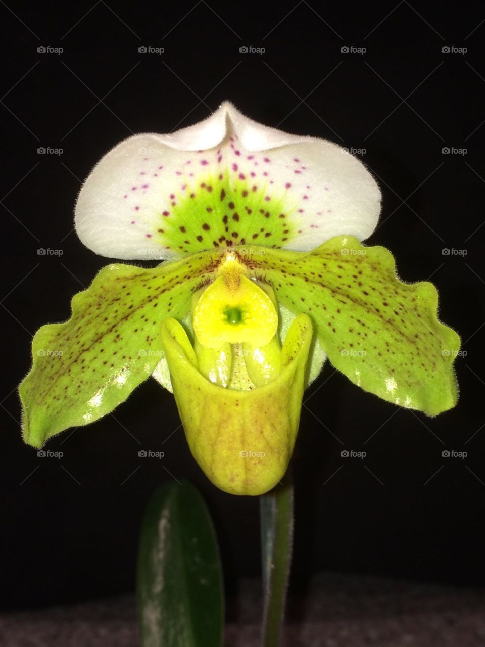Orchid. Paphiopedilum orchid
