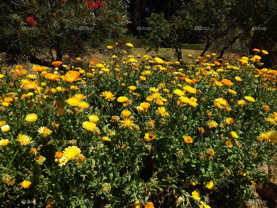 Calendula officinalis, known as marigold or daisy. Coloring a beautiful garden.