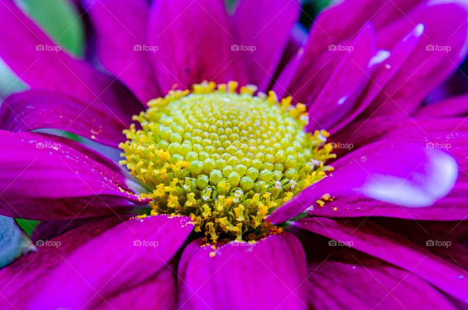 Complementary Colors, Flower