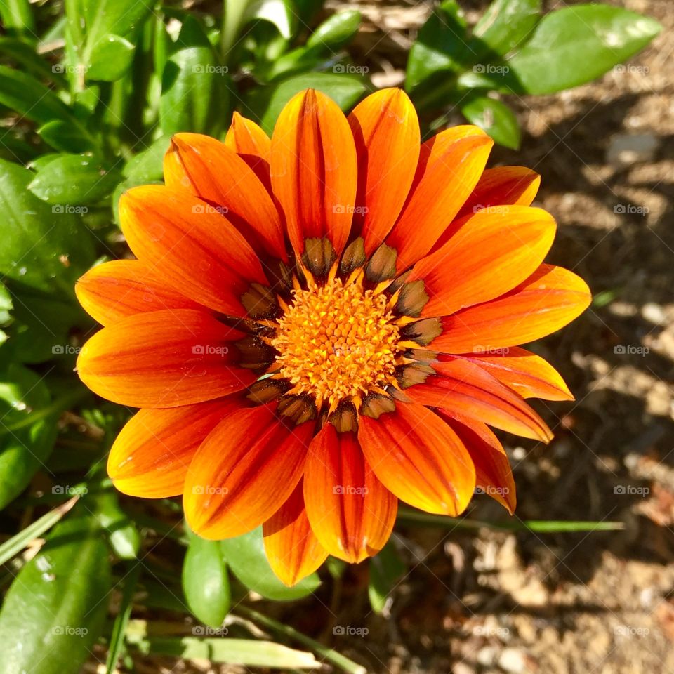 Orange flower 