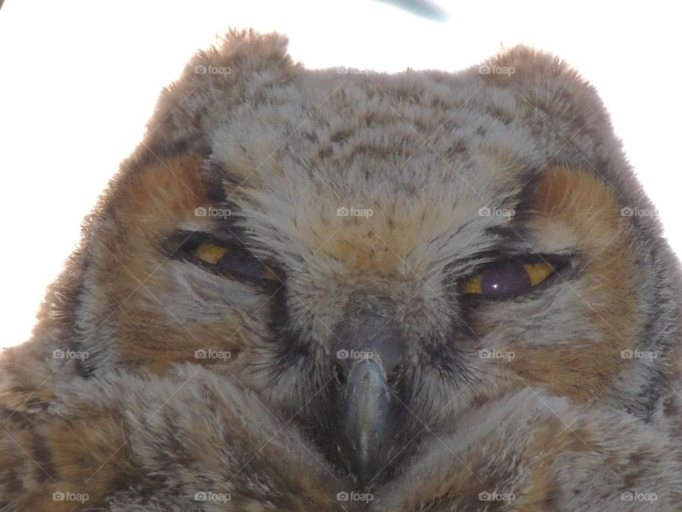 owl eyes