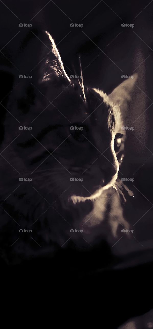 Black & white
My cat's name is Gandom.