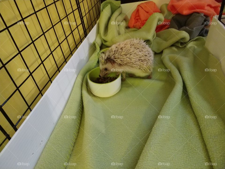 Lunchtime for Hedgie