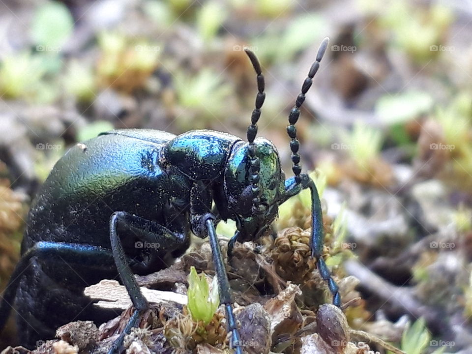 tiger beetle