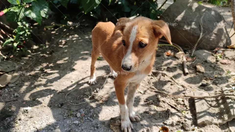 stray dog puppy