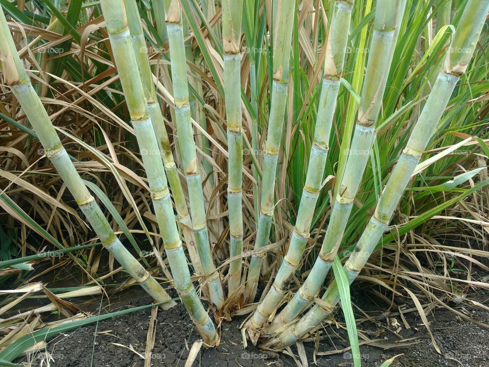 sugarcane.