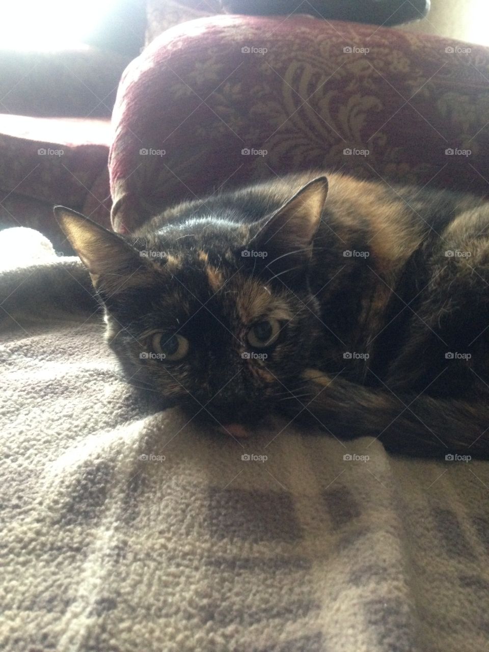 Caitlain, our tortoiseshell kitty, ready for a.nap on the couch