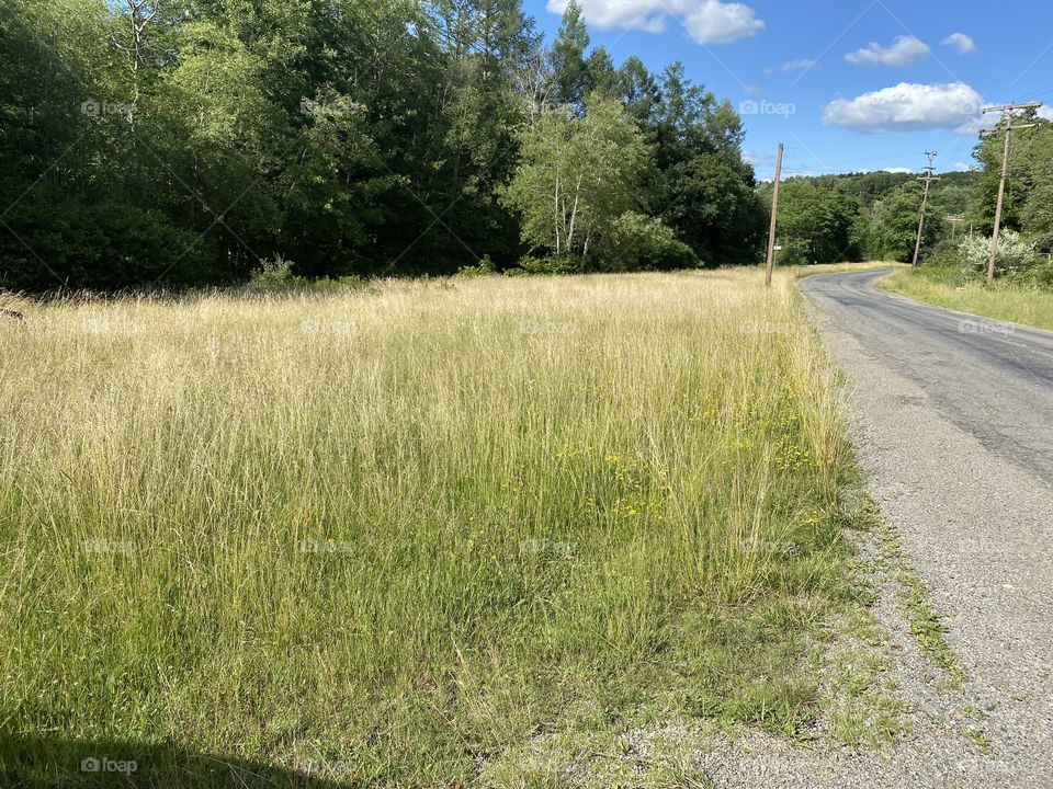 Tall grass by the road