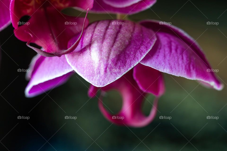 Macro shot of orchid flower