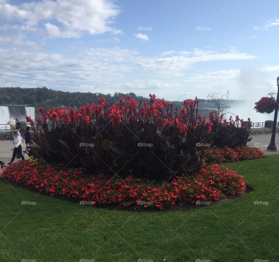 Beautiful full bloom red flowers near the powerful Niagara Falls. Can see mist in the background rising from the falls