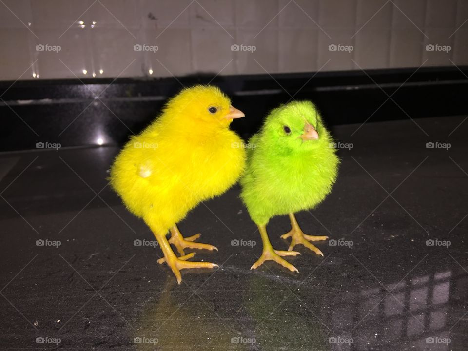 Baby chick red and green